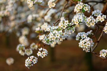 Blooming pear flower, very beautiful