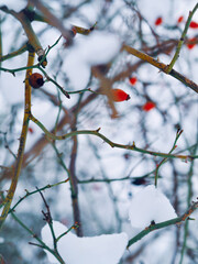 red berries in snow