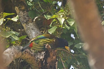 Great barbet