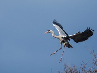 アオサギの着地寸前のシーン
