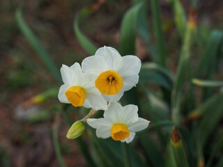 Fototapeta premium 真冬の寒さに耐えて咲く水仙の花