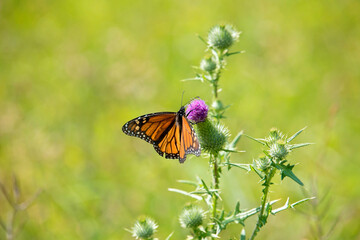 butterfly on a flower