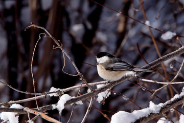 Black capped chickadee in a tree