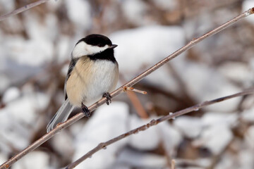 Chickadee perching on branch in winter