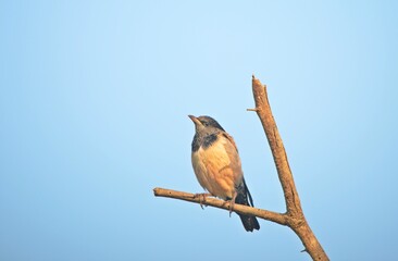 rosy starling