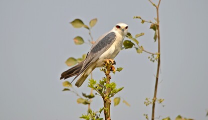 Black winged kite