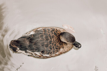 duck