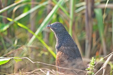 greater coucal