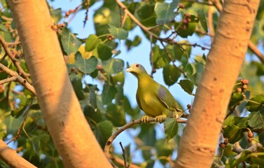 yellow footed green pigeon