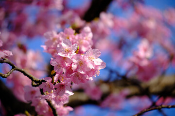 照らされる満開に咲いた綺麗な河津桜