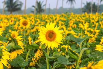Helianthus is a genus that includes about 70 species of annual and perennial flowering plants in the Daisy family Asteraceae. With the exception of three species in South America.