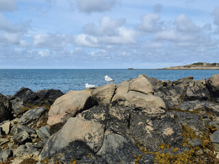 Fototapeta na wymiar Guernsey Channel Islands, Les Amarreurs Harbour, Seagulls
