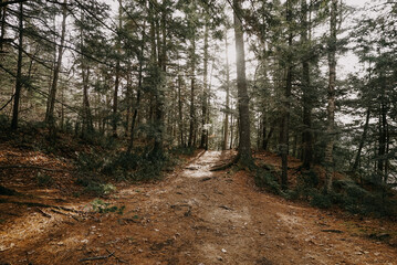 path in thee woods forest
