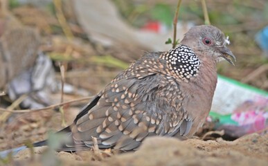 turtle dove
