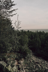 morning in the forest