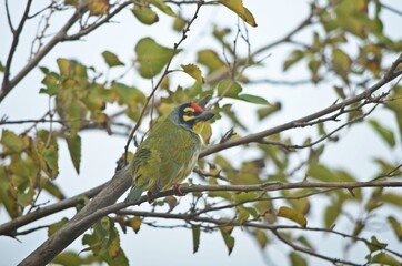 coppersmith barbet