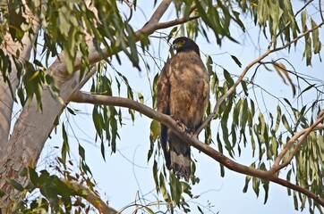 crested serpent eagle