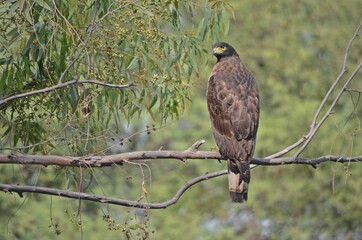 crested serpent eagle