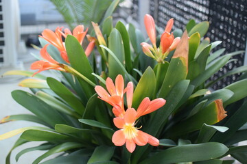 クンシランの花