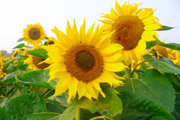 Naklejka premium Helianthus is a genus that includes about 70 species of annual and perennial flowering plants in the Daisy family Asteraceae. With the exception of three species in South America.