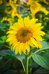 Helianthus is a genus that includes about 70 species of annual and perennial flowering plants in the Daisy family Asteraceae. With the exception of three species in South America.