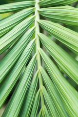 Volledig beeld van palmbladeren