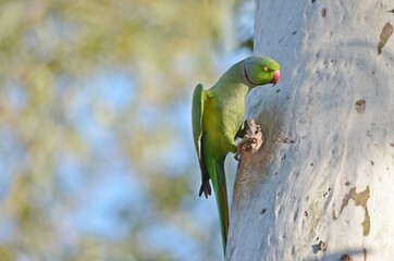 rose ringed parakeet