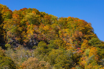 Fototapeta premium 快晴の青空と鮮やかな山の紅葉