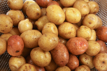 Washed small neu golden potatoes