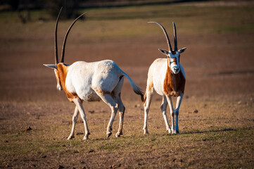 antelope in the wild