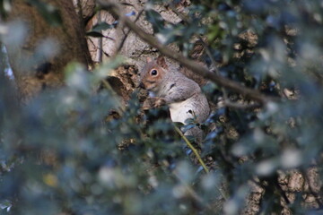 Naklejka na ściany i meble Close of up of a squirrel eating a nut