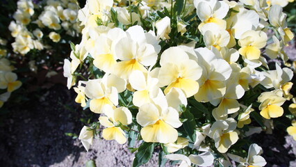花畑