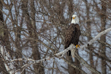 Downy woodpecker in winter tree
