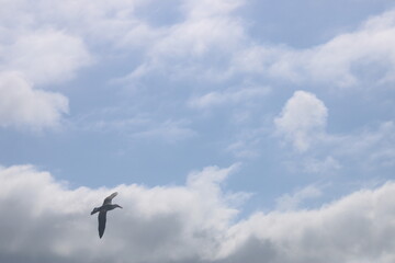 flying albatross in galapagos