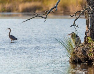 Herons by the water