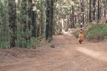 one t-rex costume discovering the earth and walking in the road of a forest or mountain looking for...