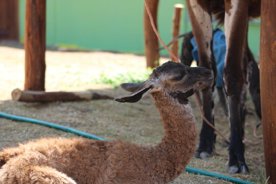 baby alpaca in the zoo