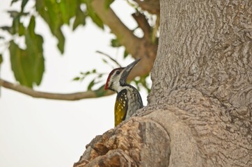 woodpecker on tree