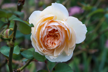 huge orange rose bud in the garden, blurred background