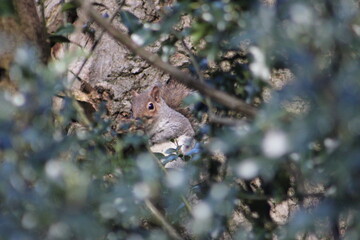 Close of up of a squirrel eating a nut