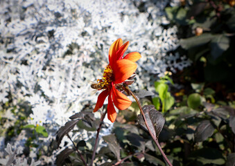 bee and flower in the garden