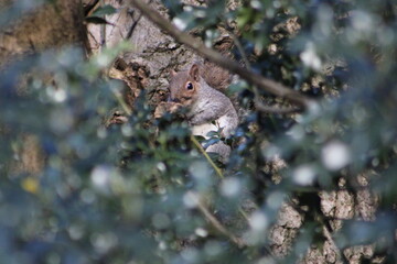 Close of up of a squirrel eating a nut