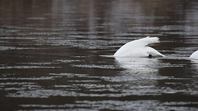 A Trumpeter Swan (Cygnus buccinator) feeding in the Grand River, in Cambridge, Ontario, Canada.