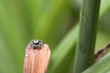 Ara&ntilde;a sa&ntilde;tarina