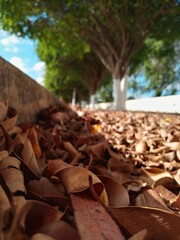 dry leaves sky tree