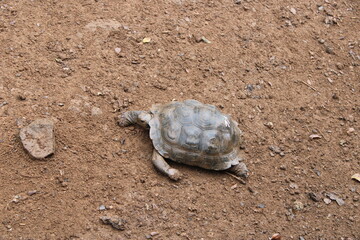 galapagos turtle on the sand