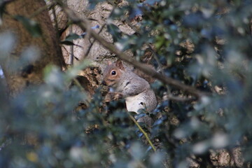 Close of up of a squirrel eating a nut