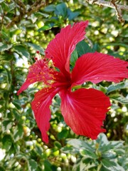 red hibiscus flower