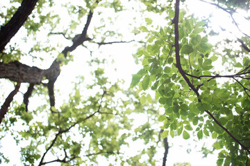 tree in spring