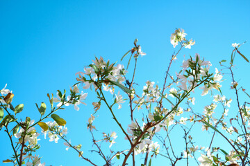 White flowers in a tree with blue sky background.